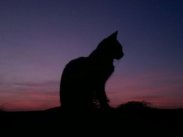mèo kêu nhiều vào ban đêm là điềm báo gì